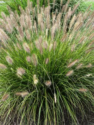 Link to Pennisetum Praline&#153;	