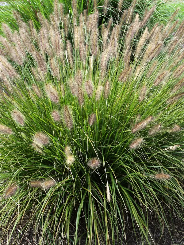 Pennisetum Praline