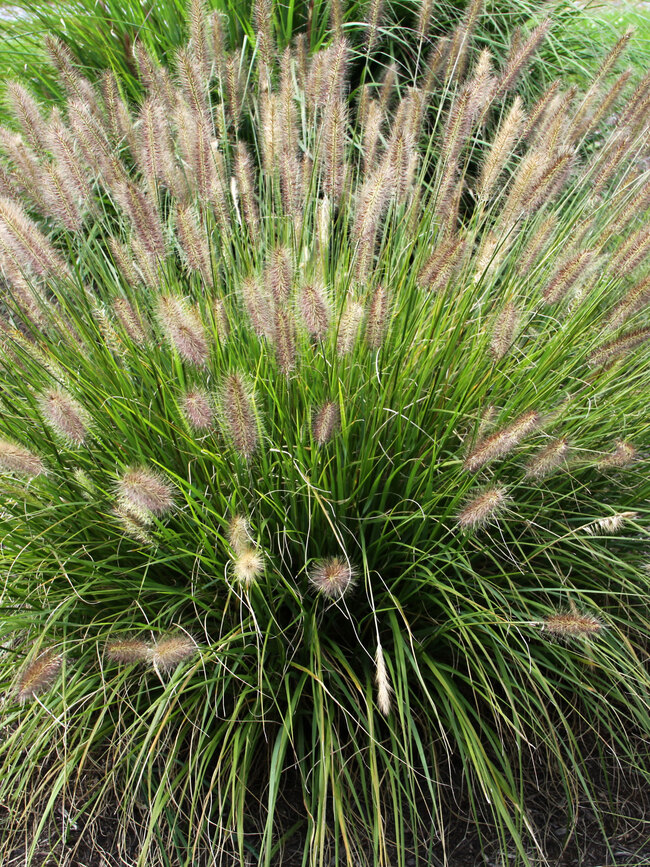 Pennisetum Praline