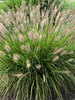 Pennisetum Praline