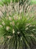 Pennisetum Praline