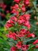 Penstemon Pristine Scarlet