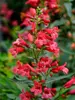 Penstemon Pristine Scarlet