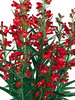 Penstemon Pristine Scarlet