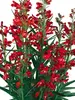 Penstemon Pristine Scarlet