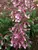 Penstemon Prairie Twilight