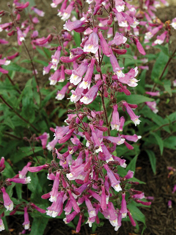 Penstemon Prairie Twilight
