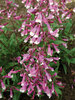 Penstemon Prairie Twilight