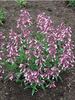 Penstemon Prairie Twilight