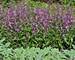 Penstemon Prairie Twilight