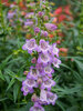 Penstemon Quartz Amethyst