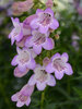 Penstemon Quartz Amethyst