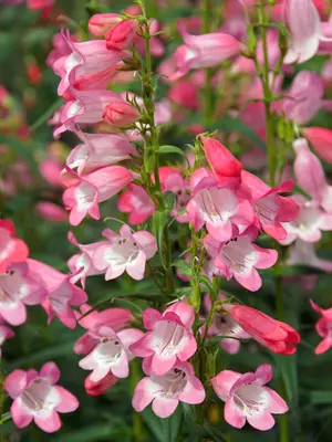 Link to Penstemon Quartz&reg; Rose