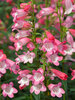 Penstemon Quartz Rose