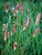 Pennisetum Red-Buttons