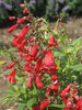 Penstemon Rubycunda