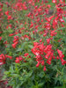 Penstemon Rubycunda