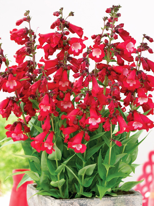 Penstemon Polaris Red