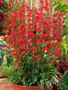 Penstemon Red Riding Hood