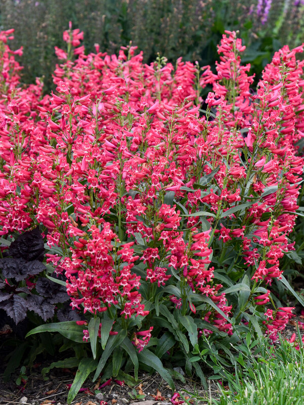 Penstemon Rose Rhinestones