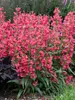 Penstemon Rose Rhinestones