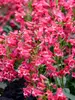 Penstemon Rose Rhinestones