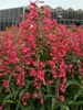 Penstemon Rose Rhinestones