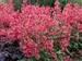 Penstemon Rose Rhinestones