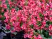 Penstemon Rose Rhinestones