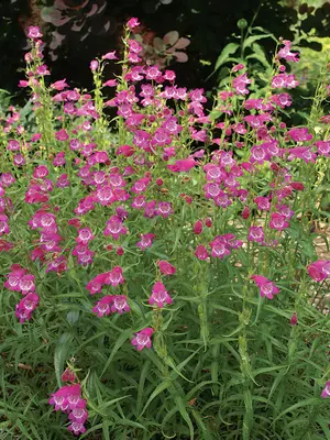 Link to Penstemon Red Rocks