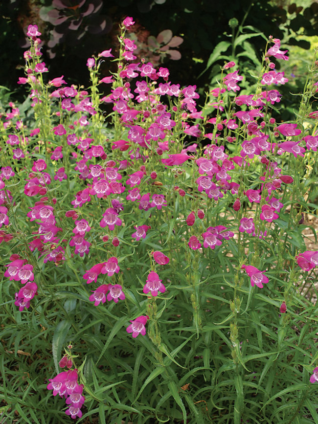 Penstemon Red-Rocks