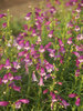 Penstemon Sunburst Amethyst