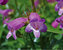 Penstemon Sweet-Joanne