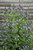 Penstemon Smallii