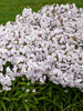 Phlox Fashionably Early Crystal