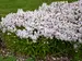 Phlox Fashionably Early Crystal