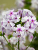 Phlox Fashionably Early Lavender Ice