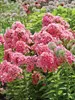 Phlox Flame Light Pink