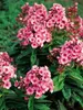 Phlox Flame Light Pink