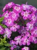 Phlox Flame Pro Violet Charme