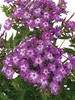 Phlox Flame Pro Violet Charme