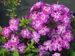 Phlox Flame Pro Violet Charme