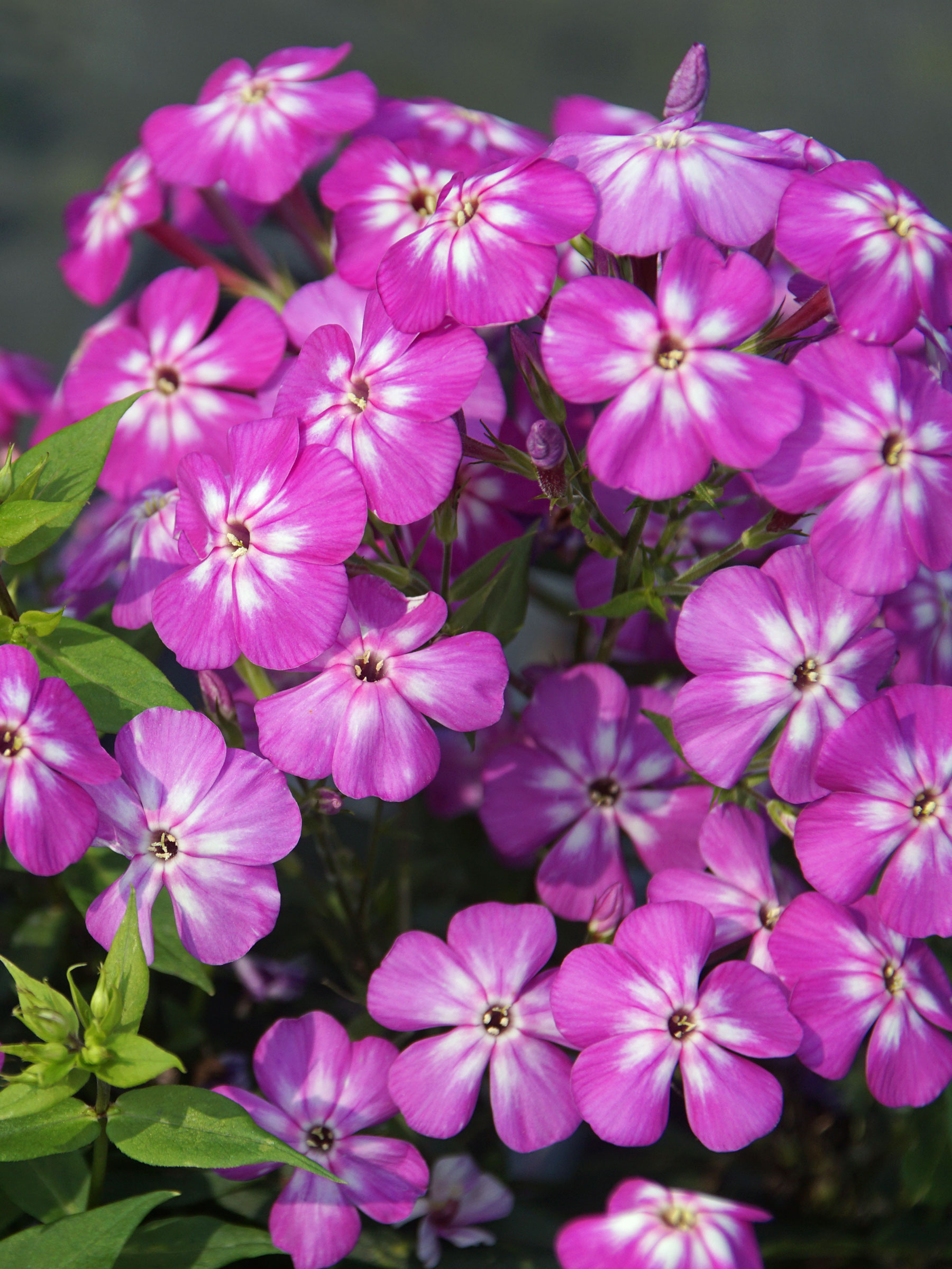 Phlox Flame Pro Violet Charme | Bluestone Perennials