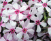 Phlox Apple-Blossom