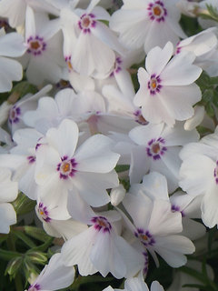 Phlox