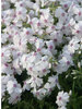 Phlox sub Amazing Grace