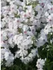 Phlox sub Amazing Grace