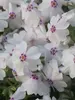 Phlox sub Amazing Grace
