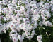 Phlox sub Amazing Grace