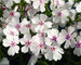 Phlox sub Amazing Grace